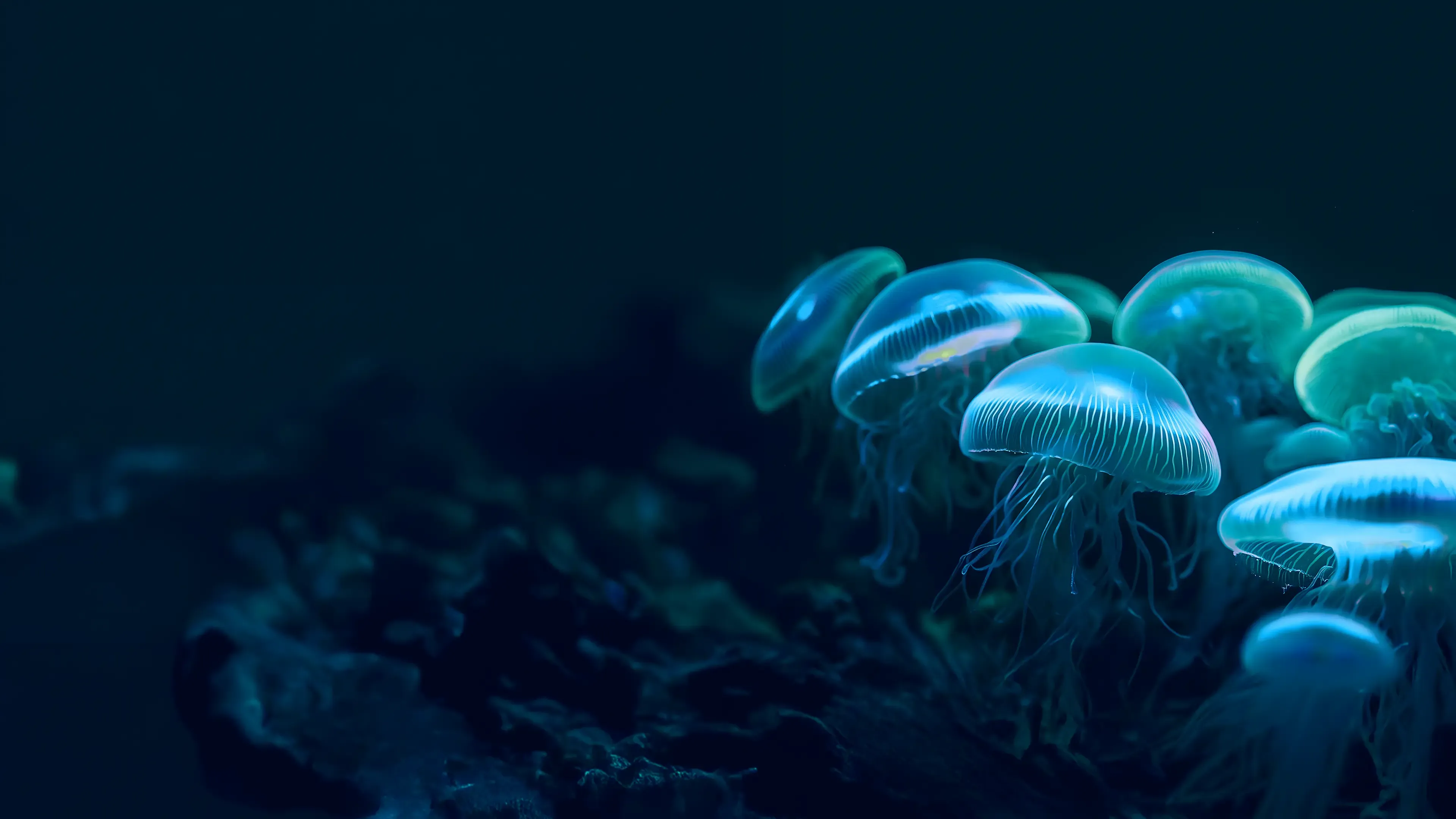 jellyfish-background